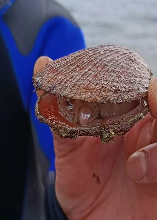 Свежий морской гребешок в ладони у моря