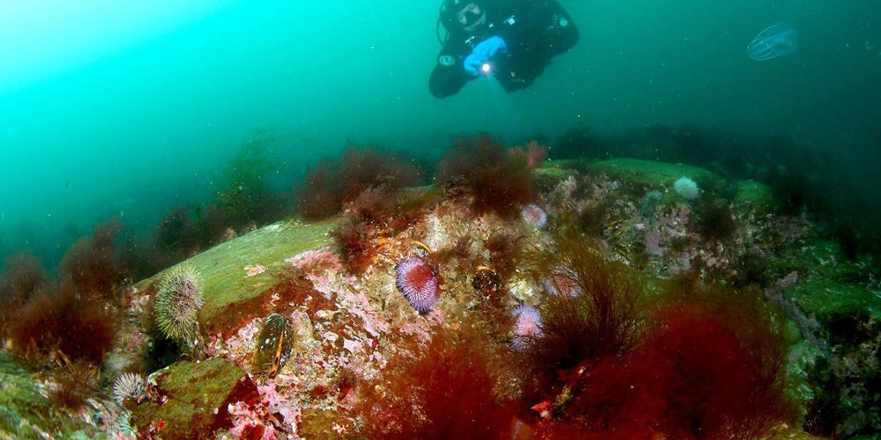 Дайвер исследует подводные скалы и ламинарию Баренцева моря